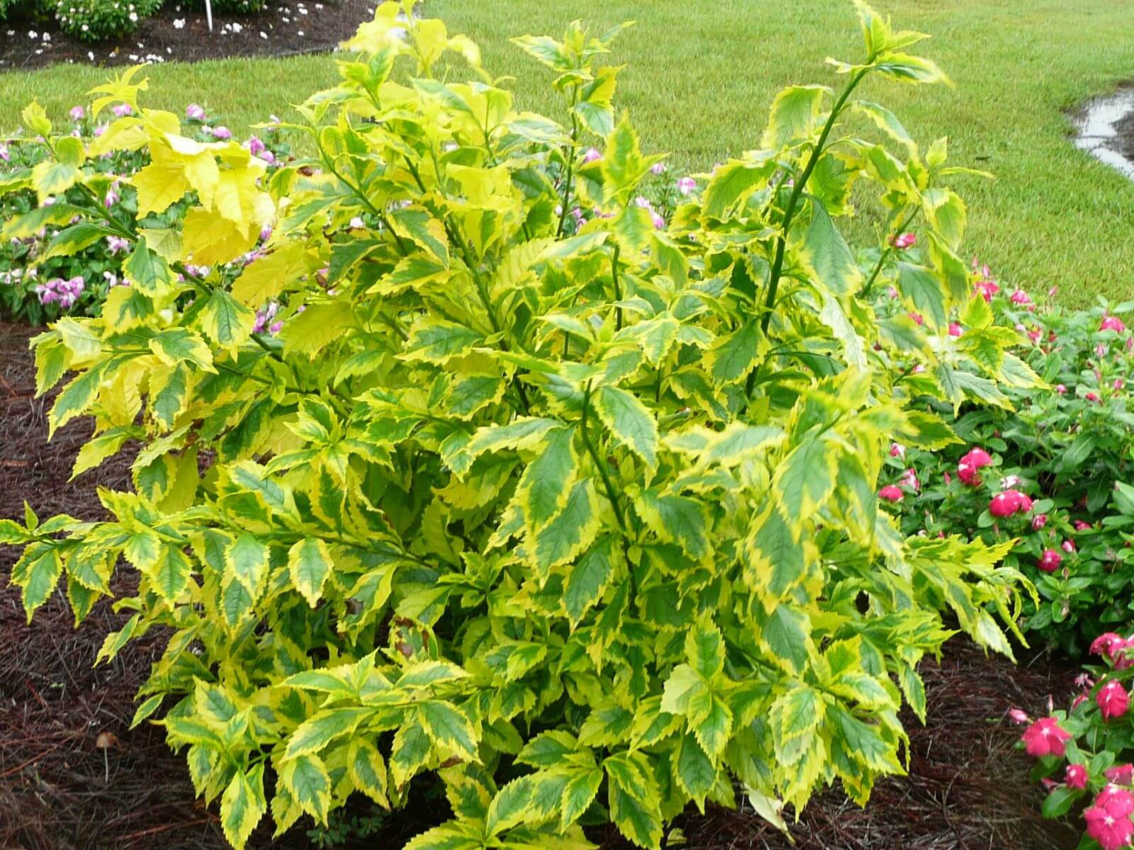 Duranta erecta 'Gold Edge'